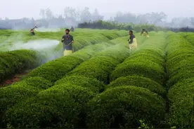 第一泡茶不能喝要倒掉？终于解决了我多年的疑惑图片