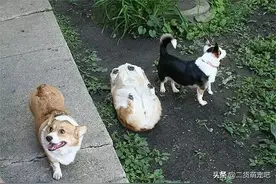 抓拍狗狗摔倒的瞬间，又可怜又想笑图片