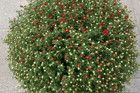 秋天买花，这3种花，花店老板若推荐，可以放心买回家图片
