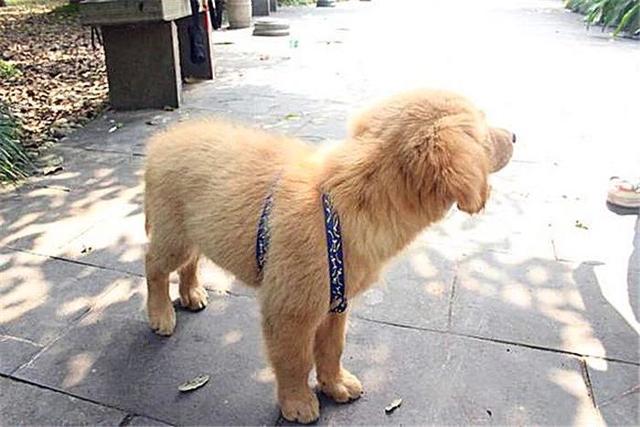 ҥëġůС𣿲ֻǶѺ