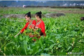 绿色芥蓝标准化生产技术，这些种植细节你是否知道呢？来看看图片