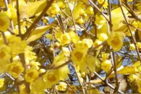 镇江的市花蜡梅，黄里黄气的……图片