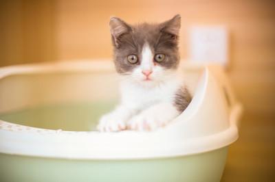 猫咪的尿液奇臭无比？那可能它的这项能力很厉害