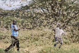 蝗灾猛于虎？20万只椋鸟驰援新疆灭蝗，当蝗虫群居后几乎所向披靡图片