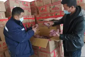 米东区：新品种红瑶红薯试种初见成效 农户储薯促增收图片