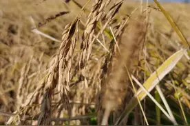 中国12大名米，哪一种是你心目中的“饭王”？图片