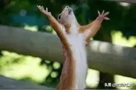 真实经历 黄鼠狼到底有多邪门？图片