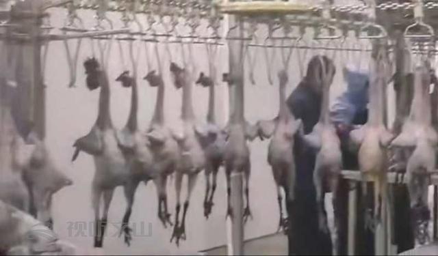 「西畴新闻」林亚达：珠宝界里奔出的养鸡人