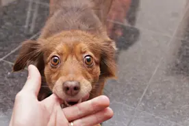 第 一 次 人 狗 大 战 全 纪 实图片