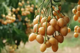 和荔枝同期成熟的黄皮，连皮带核都能吃，为何名气却远不如荔枝？图片