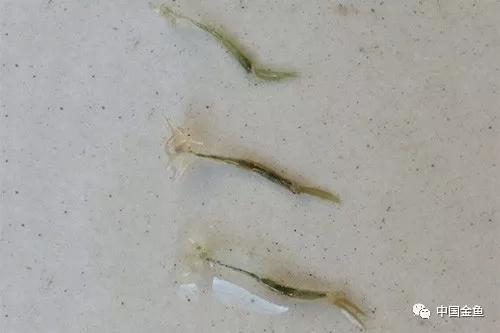 金鱼鱼鳞下面有血斑怎么办