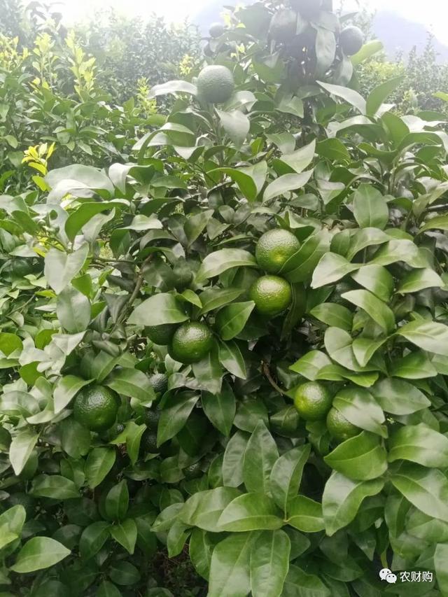 銆屾皑鍩洪吀鑲ャ€嶆繁搴﹁В鏋愶紝鐪嬬湅姘ㄥ熀閰稿湪鑺辫娊鍒嗗寲涓婃壆婕斾粈涔堥噸瑕佽鑹? onerror=