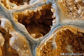 鲸鱼是如何做到的抵御号称不治之症的癌症的？是否能给人带来启发图片