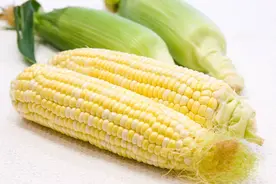 关东优选教你如何选择黄玉米和白玉米图片