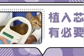宠物芯片真的那么有用吗？如何给猫咪植入芯片呢？图片