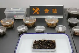 100余只日本“鼠妇”，被大连海关查获，这种动物破坏力有多强？图片