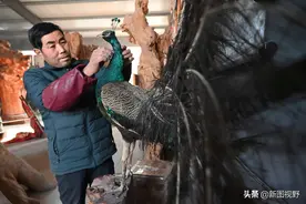 放羊遇见饿死喜鹊，从此爱上标本制作，53岁男子让千只动物重生图片