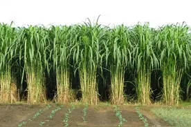 搞养殖先种草，皇竹草号称“饲草之王”，亩产达30吨图片