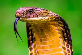 眼镜王蛇作为万蛇之王，却是不折不扣的食蛇者图片