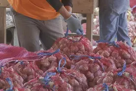 旺季到！“大蒜之乡”江苏邳州日交易最高达3000吨图片