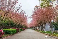 定了！九江这所高校首批学生4月29日-30日返校复学图片