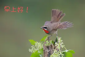 皮肤科官医生_常常被误诊的“疥疮”到底为何物？图片