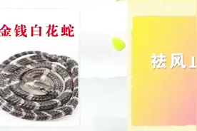 大医本草堂：专家带来毒蛇，用毒蛇和药材泡成药酒，治疗关节冷视频封面