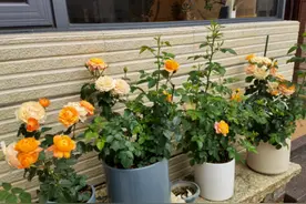 想让盆栽月季快速爆盆？趁着刚长芽，小苗只需做好3步就可以图片