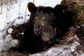 为什么食肉动物不吃冬眠的熊？冬眠的母熊真的会生宝宝吗？图片