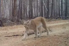 “大猫”来巡山！内蒙古大兴安岭北部原始林区拍到猞猁活动影像图片
