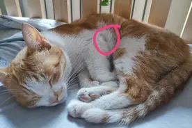 我很自责，还是发一下上个月时大咪被小区的流浪猫咬伤的经过吧图片