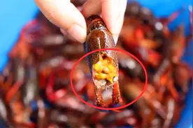 小龙虾的头部里，到底是“虾屎”还是“虾黄”，大多人傻傻分不清视频封面