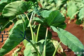 种植芋头，怕施什么肥？芋头不喜欢的肥料有哪些？图片