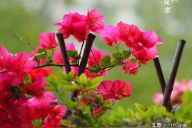 三角梅光长叶子不开花，真正原因有3个，全部做好了，整年有花看图片