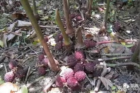 阳春的特产——春砂仁图片