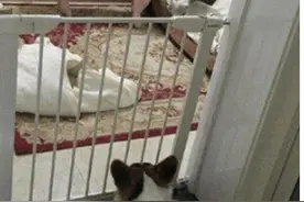 女子与猪同床5年，从20斤养到200斤，自称与它相爱已经结婚图片