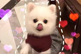 小博美做完美容臭美的不行，嘴巴开心的合不拢图片