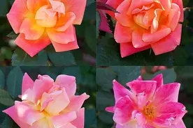 株高三米花开千朵 新疆自主培育抗寒月季花繁似锦图片