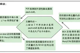 转基因番茄防龋疫苗中外源目的基因鉴定及表达检测图片