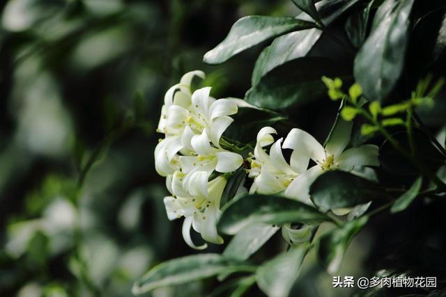 九里香这样养护株姿优美，枝叶秀丽