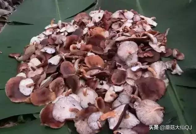 楚雄市南华县舌尖盛宴——菌子大全