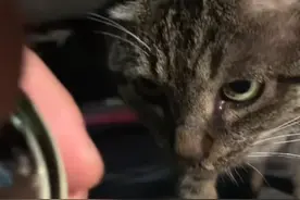 浙江：怀孕流浪猫冒雨讨食，给它猫罐头时，猫咪吃着吃着就落泪了图片