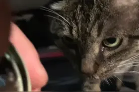 浙江：怀孕流浪猫冒雨讨食，给它猫罐头时，猫咪吃着吃着就落泪了图片