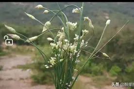 石家庄可以摘到野韭菜花的地方汇总（有人说叫山葱花）图片
