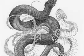 泰国巨蟒吞下小牛：将小牛彻底绞死吞下、肚子却被撑破爆裂惨死图片