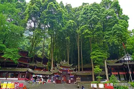 曾是皇家专用的稀有木材金丝楠木，在青城山上随处可见，楠木成林图片