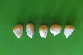 玉米播种后是如何破土而出的，真的神秘！需要水分和这些支持图片