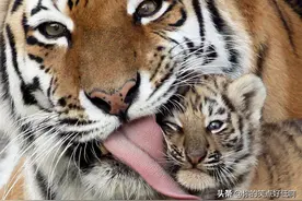 建议收藏！53个动物宝宝和爹妈的有趣瞬间动图，抑郁了就看看图片