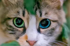 快来Get这份拍“喵”攻略图片