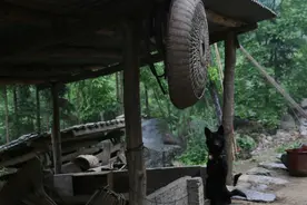 50岁大叔携妻子隐居深山，喝山泉吃腊肉逍遥，夜晚常有野兽来敲门图片